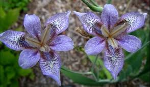 Image result for Pardancanda norrisii