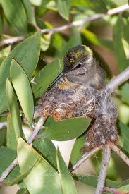 Bird With Red Neck Nesting Hummingbird Mrs Red Neck Hummingbird Beautiful Birds Bird Species