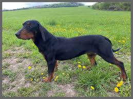 Image result for slovenský kopov