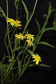 Image result for Senecio madagascariensis