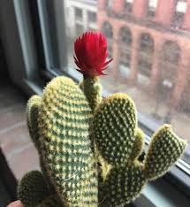 If any of these appeal to you, we are sure you will be. I Ve Had This Cactus For 2 Years And Just Realized The Flower Is Actually Glued On 9gag