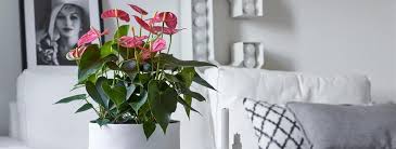 You can prune as much until there's at least 4 leaves remaining. Anthurium Care 7 Tips For Anthurium Cut Flowers And Pot Plants