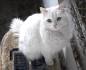 White Cat Breeds (Long haired, Fluffy)