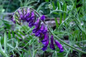 Image result for Vicia villosa