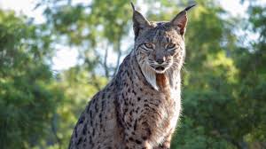 Big cats are serious business. Reintroducing Europe S Wildest Cat Seven Worlds One Planet Bbc Earth Youtube