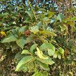 Image result for Pyrostria bibracteata