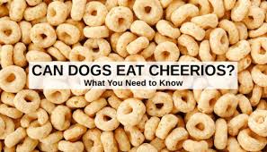 160 kcal · total carbs. Can Dogs Eat Cheerios What To Know About Dogs And Cheerios