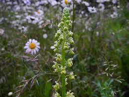 Image result for Resedaceae