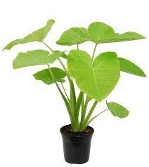 Ex steud xanthosoma sagittifolium and colocasia esculenta starches were white in colour and had. Xanthosoma Sagittifolium Lime Florastore