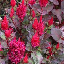 Celosia Forest Fire Seed Australian Plants Online Annual Plants Australian Plants Celosia Plant