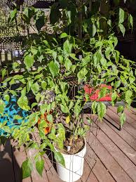Piper, the pepper plants or pepper vines, is an economically and ecologically important genus in the family piperaceae. Peruvian Aji Amarillo Food Gardening Foraging Hungry Onion