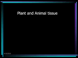 Check spelling or type a new query. Plant And Animal Tissue Ppt Video Online Download