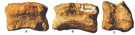 Oregon is rich in rocks, minerals and gemstones. Uo Scientists Uncover A Rare Oregon Dinosaur Fossil Around The O
