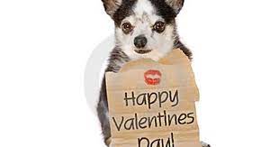 Valentines Day Dog Kiss Stock Photo Image Of Chihuahua 1709048