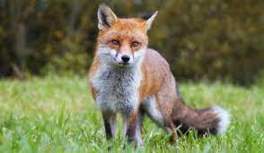 10 Animais Selvagens Que Nao Conseguimos Domesticar