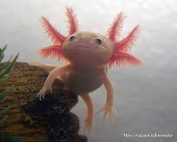 Leucistic Axolotl Axolotl Weird Looking Animals Cute Reptiles