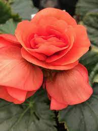 Begonia Solenia Salmon Coral Available At Just Dancing Gardens Greenhouse Sun Garden Begonia Flowers