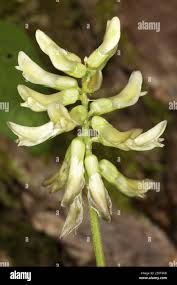 Image result for Astragalus atropilosulus