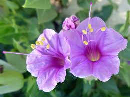 Check spelling or type a new query. Smooth Spreading Four O Clock Mirabilis Oxybaphoides