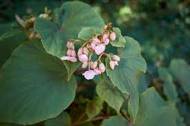 How To Rescue A Wilted Begonia