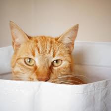 Die bastelanleitung zum ausdrucken findest du hier. Redewendung Die Katze Im Sack Kaufen Geolino