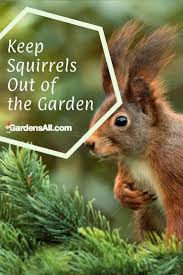 Combine 5 ounces bottle of hot pepper sauce and 1 teaspoon of a liquid mild detergent with 1 gallon of water, and spray the mixture on the bases of your tomato plants. Do Squirrels Eat Tomatoes Gardensall Pest Control