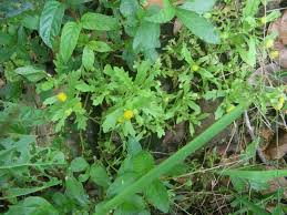 Image result for Grangea maderaspatana