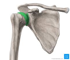 Start studying shoulder anatomy diagram. Glenohumeral Shoulder Joint Bones Movements Muscles Kenhub