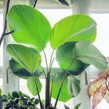 Calathea Lutea Lily Plants Calathea Self Watering Pots