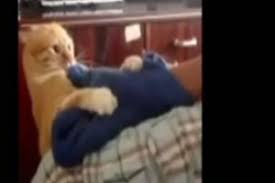 Cildiran Kedi Sahibine Saldirdi Bursada Bugun Bursa Bursa Haber Bursa Haberi Bursa Haberleri Bursa