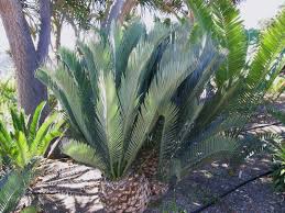 Image result for Encephalartos schmitzii