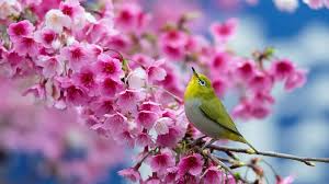 Also, the desktop background can be installed on any operation system: Beautiful Spring Desktop Wallpaper 2021 Cute Wallpapers