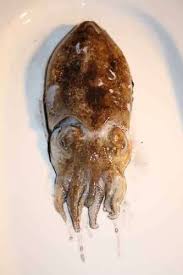 Come pulire calamari e totani. Come Pulire Le Seppie Buttalapasta