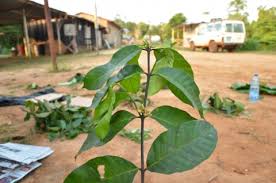 Image result for Funtumia africana