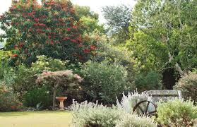Check spelling or type a new query. Plantfiles Pictures Alloxylon Species Red Silky Oak Tree Waratah Alloxylon Flammeum By Kell