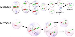 3.01 cell cycle lab report by muhammed hafez on prezi mitosis mover! Meiosis Notes 10 1