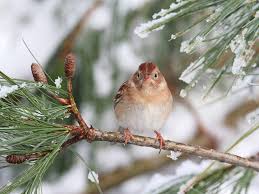 Winterbilder hintergrund für pc 1920x1080 full hd kostenlos downloaden schöne desktop bilder coole fotos & tolle ultra hd 4k 3840x2160 winter wallpaper fotos gratis ohne anmeldung als hintergrundbild. Tiere Im Winter Schone Bilder An Kalten Tagen