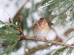 Das arbeitsblatt zum thema winterbilder tiere zeigt zehn verschiedene tierarten in der winterzeit. Tiere Im Winter Schone Bilder An Kalten Tagen