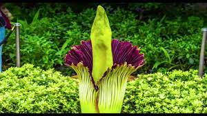 Free flower delivery by top ranked local florist in merrimack, nh! Corpse Flower Timelapse Video Chicago Botanic Garden Youtube