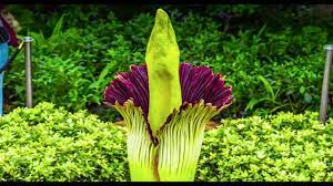 Pagesmediatv & filmtv networkhallmark channel usavideosthe middleton merriwick is still not in bloom.what's going to. Corpse Flower Timelapse Video Chicago Botanic Garden Youtube