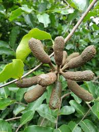 Image result for Uvaria kirkii