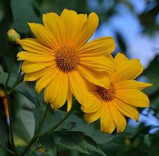 Image result for Tithonia diversifolia