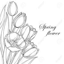 Cómo dibujar una flor de narciso. Pin En Flowers