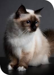 Trouvez les boutiques de robes de mariée, de chaussures et autres accessoires, ainsi que les instituts de beauté et les bijoutiers les plus proches de chez vous qui contribueront à sublimer votre. Animalerie Chatterie Dans Le Morbihan En Ille Et Vilaine Bretagne Chatterie Des Yeux De Breizh