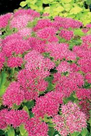 Their colors change through the seasons with a range of oranges, reds, greens, blues, and purples represented. Sedum Production Made Easy Greenhouse Grower