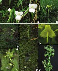 Image result for Habenaria perpulchra