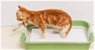 Such was the case with a couple who previously called me, in need of my cat behavioral services. 5 Reasons Your Cat Is Peeing Or Pooping Outside The Litter Box Petcoach