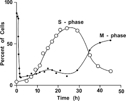 Inactivation of Cdk1/Cyclin B in metaphase-arrested mouse FT210 cells  induces exit from mitosis without chromosome segregation or cytokinesis and  allows passage through another cell cycle