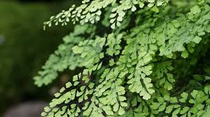 If the whole plant turns brown and feels dry, don't panic. Maidenhair Fern Burke S Backyard