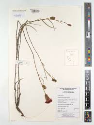 Image result for Pleiotaxis